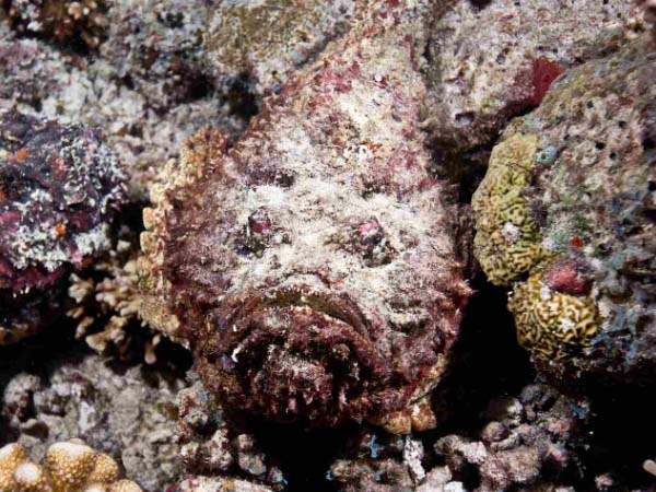 Red Sea Stonefish - The master of disguise
